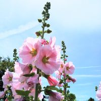 タチアオイ,散歩,ピンクの花,道草,青い空の画像