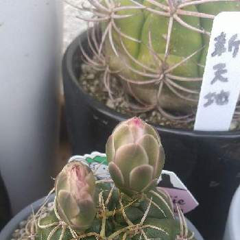 ギムノカリキウム 海王丸,海王丸,サボテン,金曜日の蕾たち,テラスの画像
