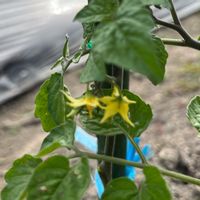 トマト,家庭菜園,夏野菜,畑の画像