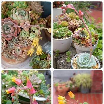 風緑,謎べリア,七福神,ピンクプリティ,多肉植物の画像