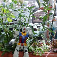多肉植物いろいろ,金魚草,多肉植物, センペルビウム,可愛い花の画像