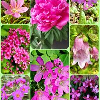 シャクヤク,カタバミ,色々な花♡,コラージュ仲間達,ピンクの花の画像