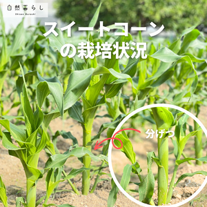 植物のある暮らし,肥料,プランター栽培,露地栽培,家庭菜園初心者の画像