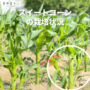 自然暮らし,植物のある暮らし,自然のある暮らし,家庭菜園,おうちde菜園の画像