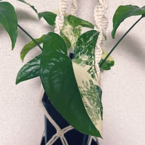 シンゴニウム・フレンチマーブル,成長記録,プラントハンガー,スリット鉢,熱帯植物の画像