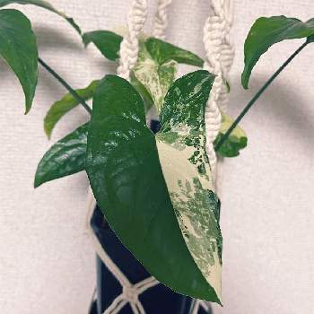 シンゴニウム・フレンチマーブル,観葉植物を楽しむ,新葉,スリット鉢,増殖中の画像