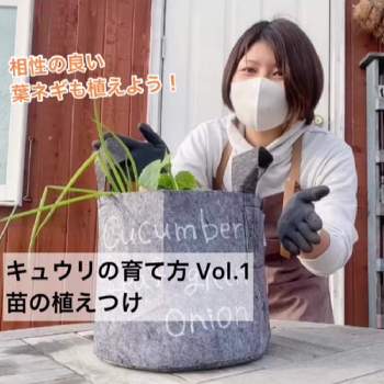 ほうれん草,プランター栽培,オータムホウレンソウの画像