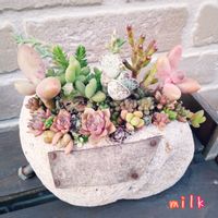 センペルビウム,エリコイデス,リプサリス,南十字星,虹の玉の画像