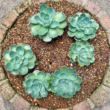 七福神,多肉中毒,多肉植物,JUNK Garden,花壇の画像