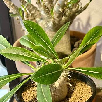 ボタニカルボーイ,パキポディウム属,ボタニカルライフ,植物男子,神奈川タニラーの画像