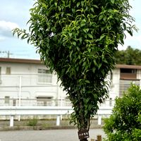 ハナモモ,お出かけ先の画像