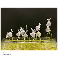 Utricularia sandersonii,ウトリクラリア・サンダーソニー,ウサギゴケ,花芽,食虫植物 ミミカキグサの画像