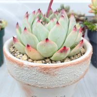 桃太郎,多肉植物,桃太郎☆,植え替え,新潟タニラーの画像