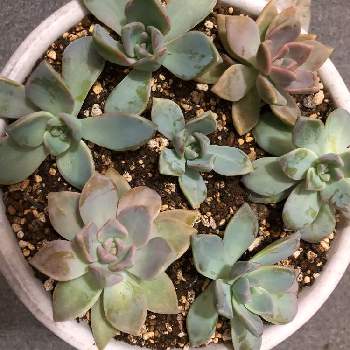 桜牡丹,多肉植物,カット苗,寒さに強い子,木立する多肉の画像