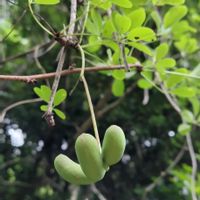 アケビ,群生,くすんだ緑の実,山野草,つる性植物の画像