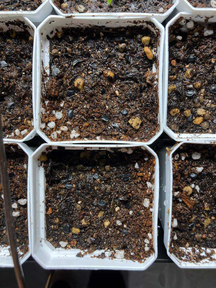 4月入荷 100粒+ アガベ ホリダ チョコレートソーン 種子 種 証明書あり