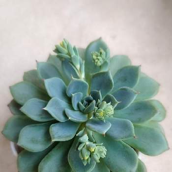 花芽,多肉植物,金曜日の蕾たち,癒し,可愛い❤の画像