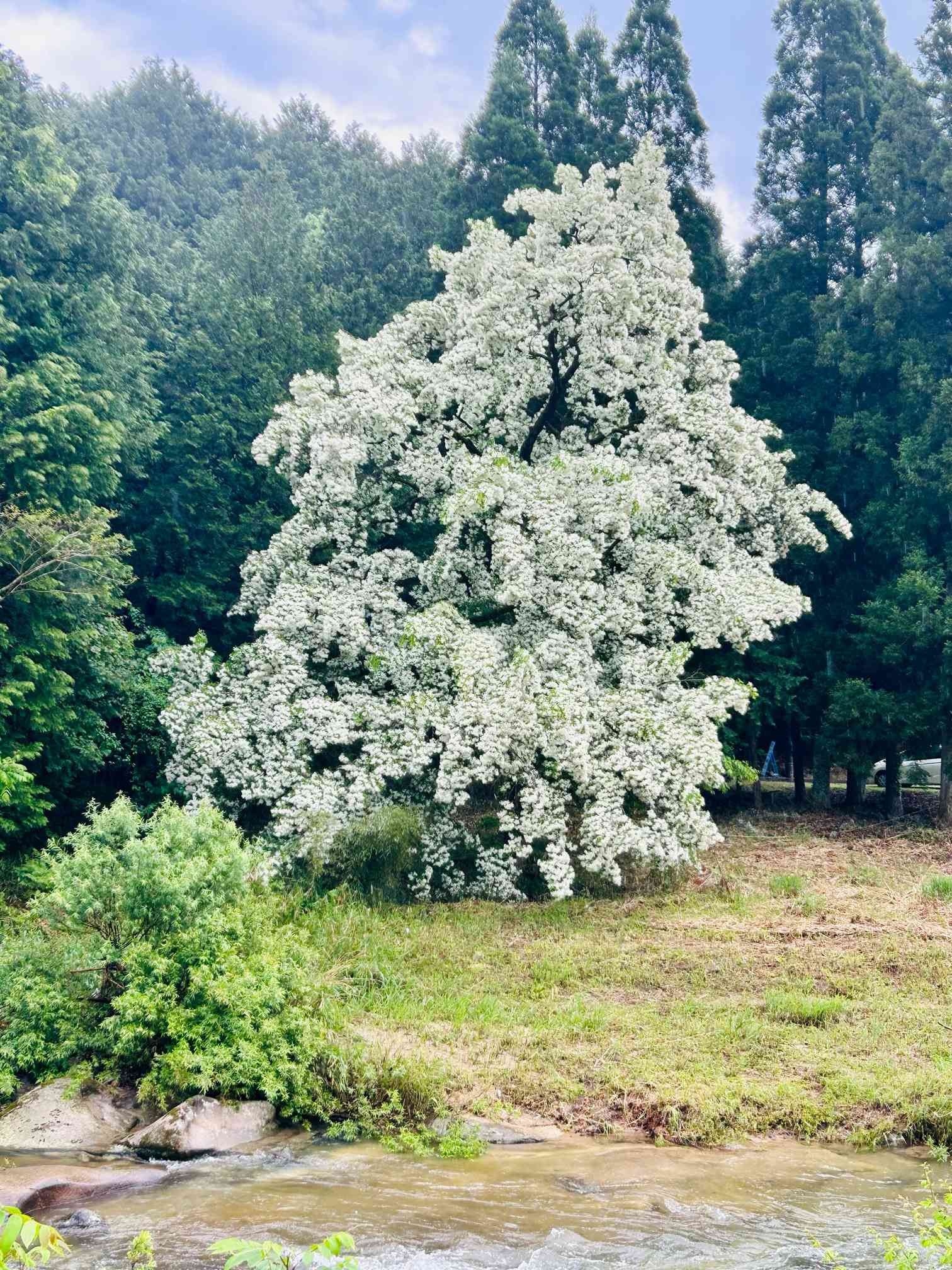 つばたこ 四季の山野草（アメリカヒトツバタゴ）