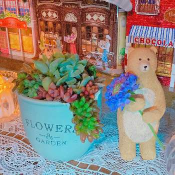 100均雑貨,ガーデン雑貨,植物と暮らす,植物のある暮らし,フマキラーカダンフォトコンの画像