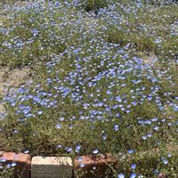 ブルーベリー,ネモフィラ,ネモフィラ・インシグニスブルー,シバザクラ,可愛いお花の画像