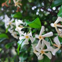 テイカカズラ,爽やかな香り,風車の様な花,群生,白い花びらの画像