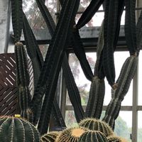 サボテン☆,癒し,植物大好き,自然大好き,季節を感じる暮らしの画像