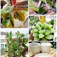 植物のある暮らし,　ガジュマル,ベランダガーデン,フィカス　エラスティカ　ジン,フィカス属の画像