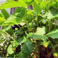 ワイルドベリー,植物のある暮らし,植物初心者,リーフ好き,園芸初心者の画像