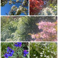 梨の木,ユキヤナギ,ユキヤナギ,モミジ(紅葉),ツツジの画像