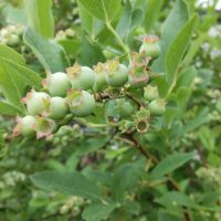 ブルーベリー,植物と濃厚接触,地球の暮らし,自然を愛す,ポタジェガーデンの画像
