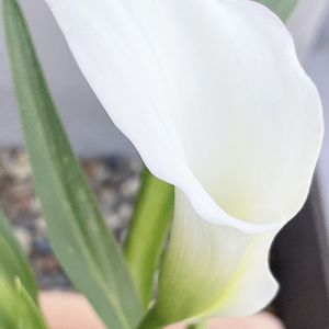 カラー,カリフォルニアカラー クリスタルブラッシュ,ガーデニング,成長記録,白い花の画像