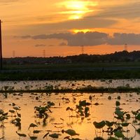 レンコン畑,ハス,夕焼け,明日もがんばろう❣️,帰り道の画像