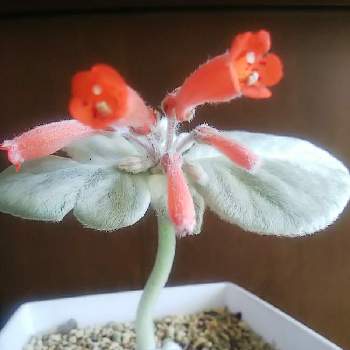 断崖の女王,花芽,断崖の女王（シンニンギア・レウコトリカ）,幸福,癒し系の画像