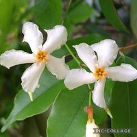 テイカカズラ,ユニークな花,テイカカズラ属,テイカカズラの花,白い花の画像