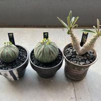 多肉中毒,多肉植物,パキポディウム属,ユーフォルビア ・オベサ,おうち園芸の画像