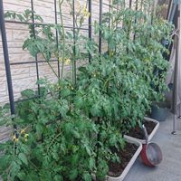 ミニトマト,Key-chan^^ ミニトマト,家庭菜園,黄色の花,緑のある暮らしの画像