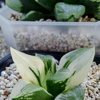 裏般若錦,裏般若,多肉男子,軟葉系ハオルチア,植物のある暮らしの画像