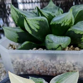 裏般若錦,裏般若,多肉男子,軟葉系ハオルチア,植物のある暮らしの画像