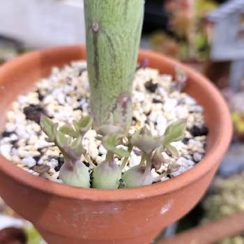 ミニチュア雑貨,ガーデン雑貨,モルタル背景,多肉植物寄せ植え,GSに感謝。の画像