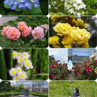アジサイ,ハクセキレイさん,紫陽花,カシワバアジサイ,バラ園の薔薇の画像