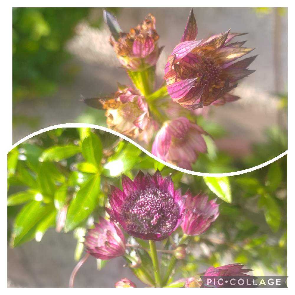 種まき♯31 アストランティア ('23/3/18～5/27更新)｜🍀GreenSnap