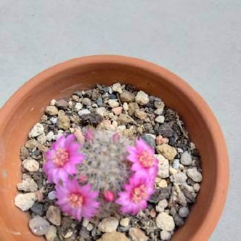 鉢植え,私の癒やし,玄関前,花のある暮らし,壁/天井の画像