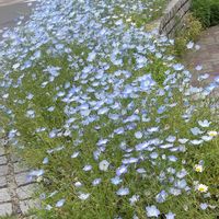 ネモフィラ,気が付けば土曜日,青い花マニア,おしゃれな土曜日♪,美しく青きドヨウの画像