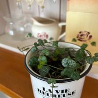 ハートカズラ,多肉植物,ハートカズラ。,ハートカズラ♥️,ハートカズラ♡の画像