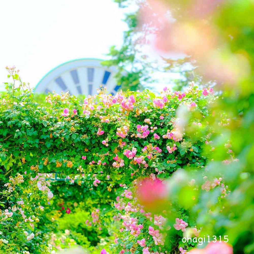 おはぎさんの港の見える丘公園への投稿