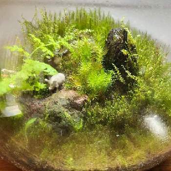 苔のテラリウム,コケ,苔を育てる,おうち園芸,育てる楽しみの画像