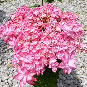 アジサイ,紫陽花,開花,おうち園芸,ガーデニングの画像