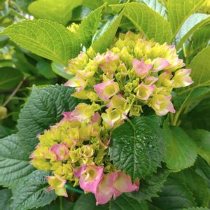 紫陽花,花木,紫陽花 アジサイ あじさい,放置栽培,紫陽花が好き♡の画像