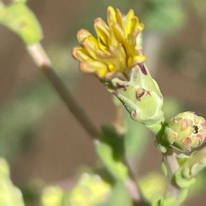 レタス,ハーブ,花壇,野菜の花,キク科の画像