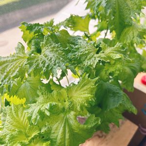 大葉 青しそ,大葉 青しそ,種から,野菜 水耕栽培,室内栽培の画像